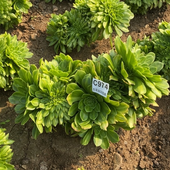 974夜光杯缀多肉植物