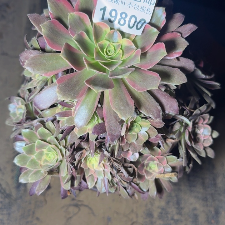 19800蒙娜丽莎多肉植物