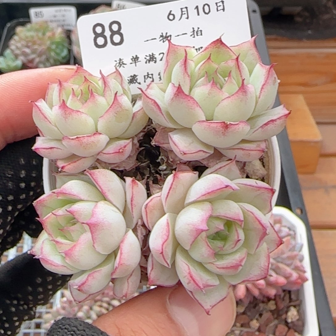0610-88女王玫瑰散的