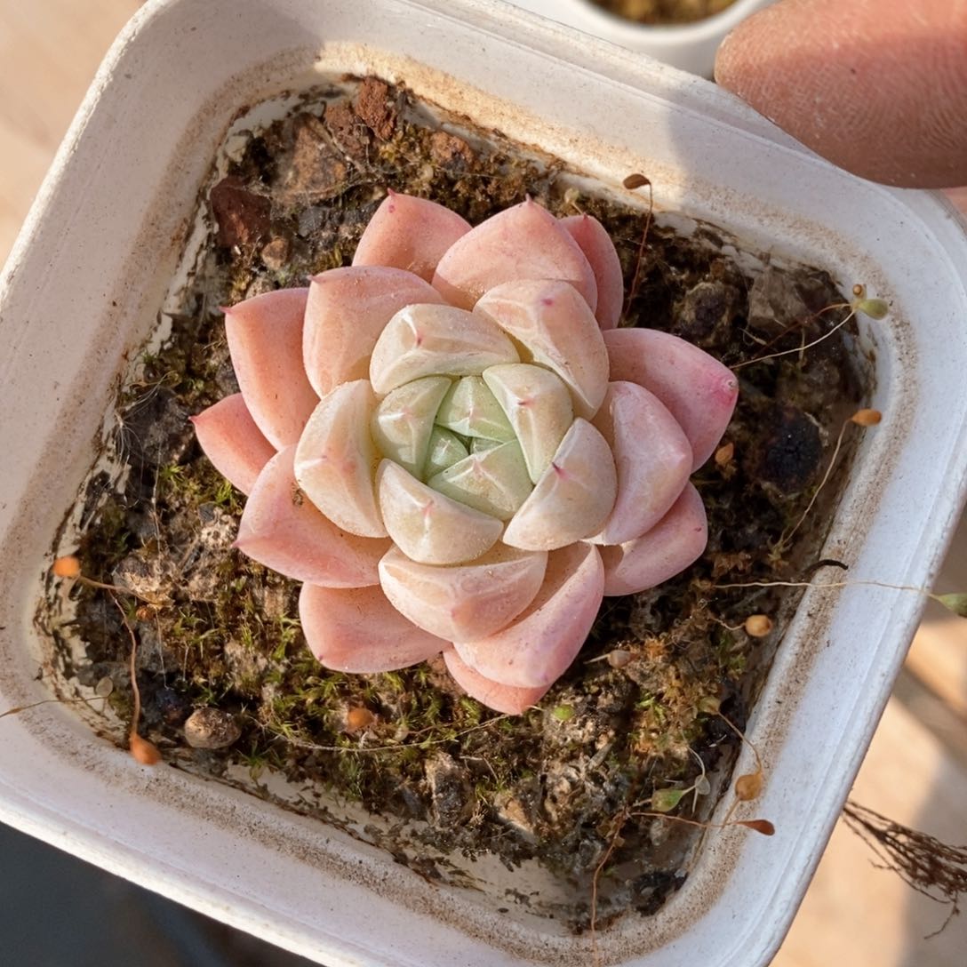 精品多肉一物一拍不包整178