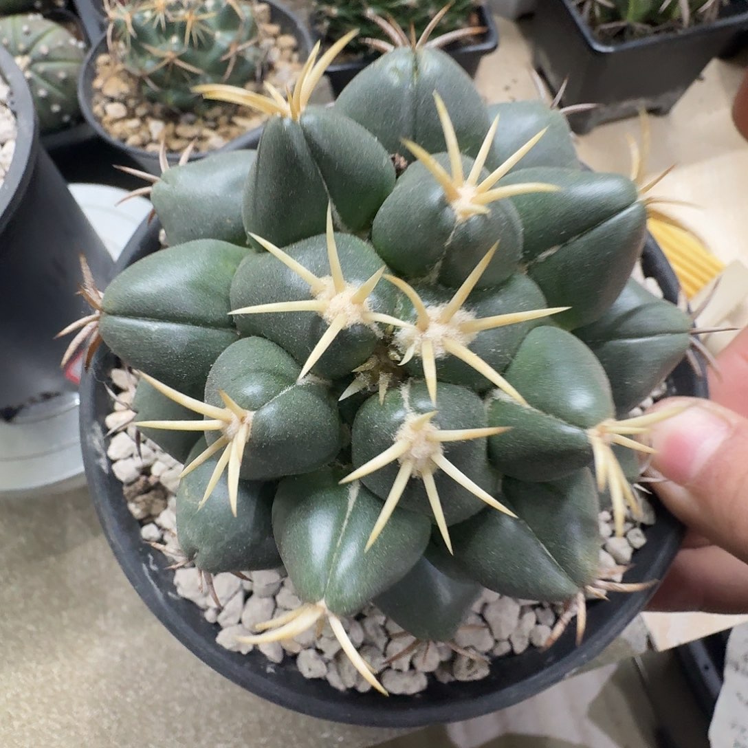 短粗白刺钢钉象牙 