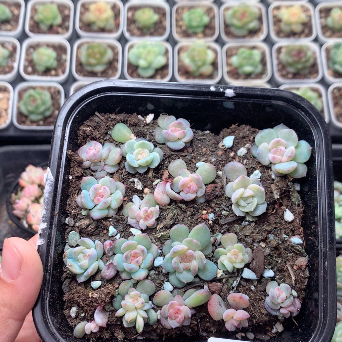 无花朵W53英语英语