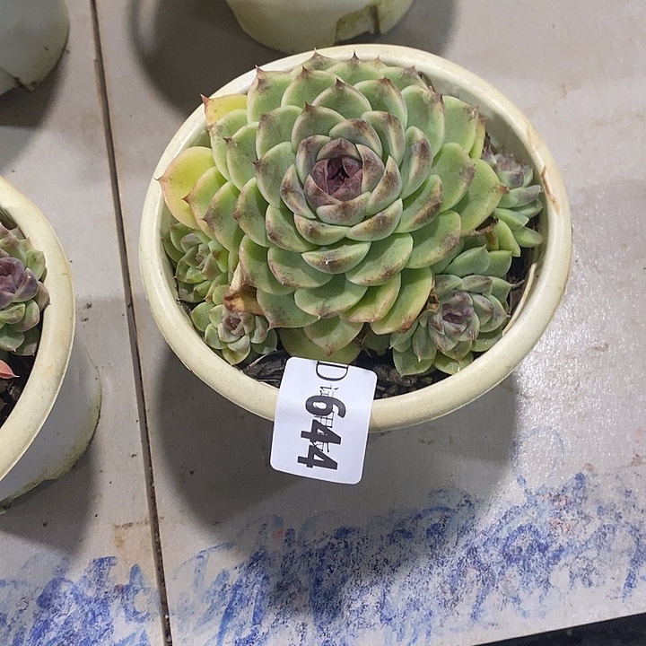 小***哒644紫霞多肉植物多肉