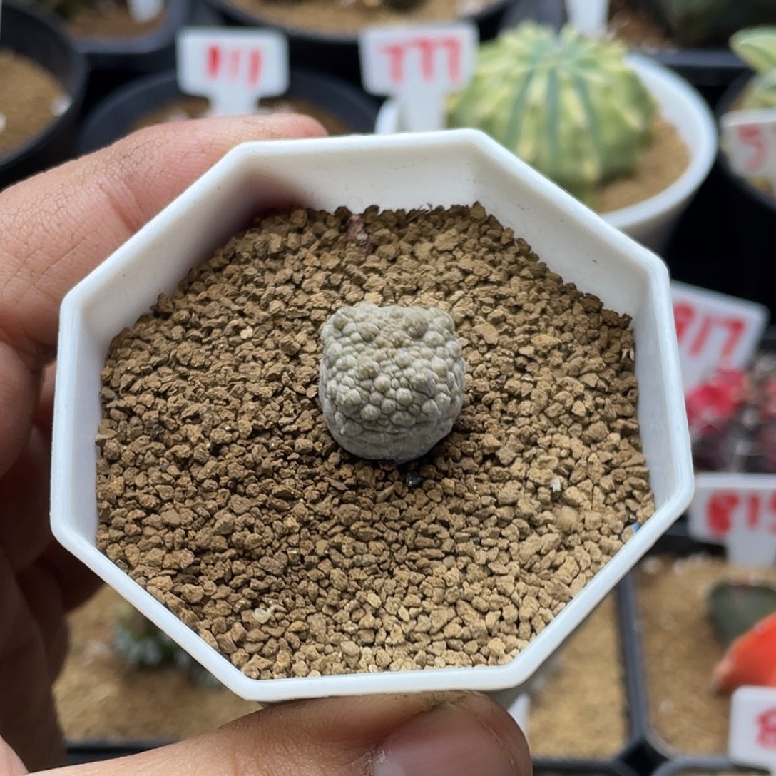 实生十字方凝蹄玉仙人球