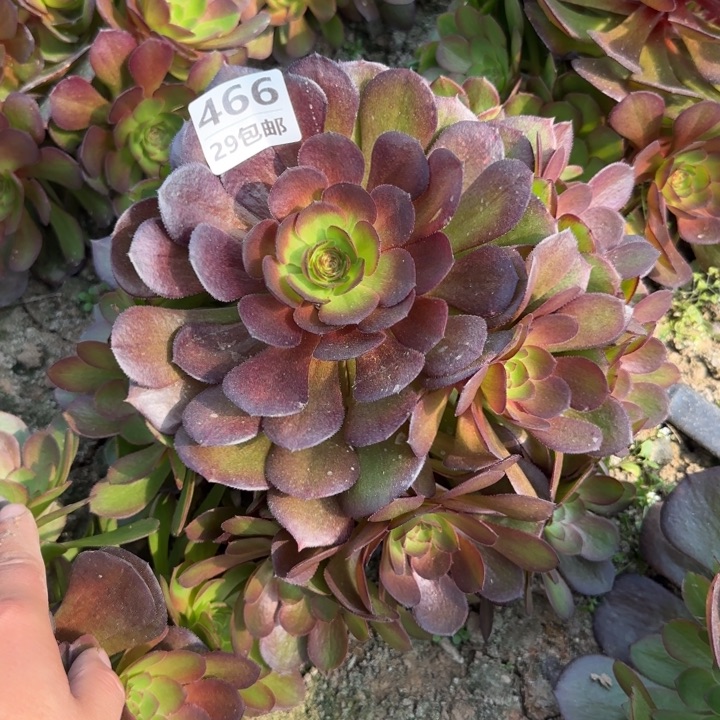 黑魔……多肉植物……