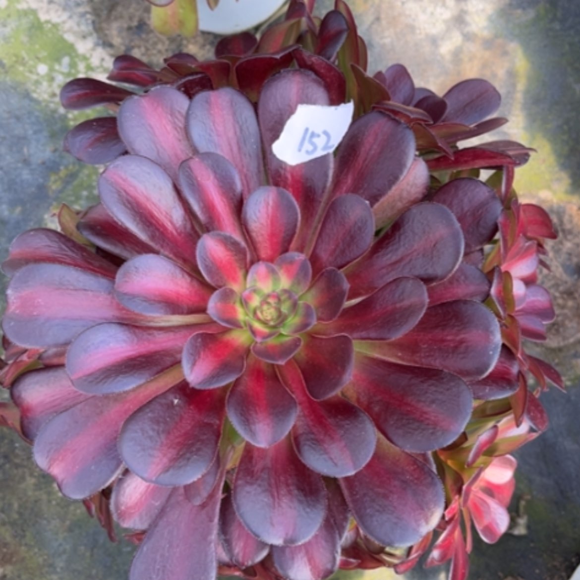 【闪购商品】152花钠锦多肉法师