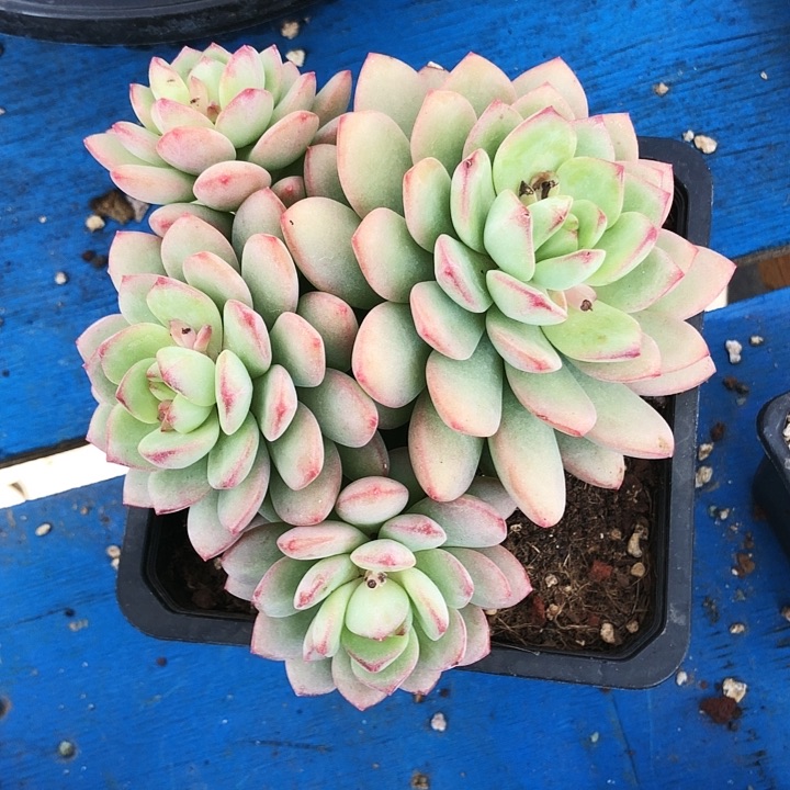 香美人大群多肉植物