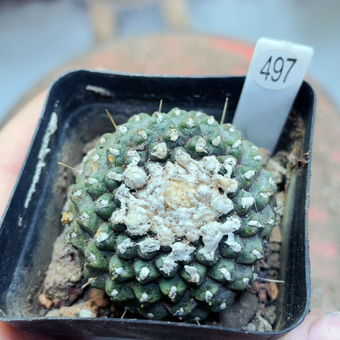 非偏远地区满25包邮仙人球