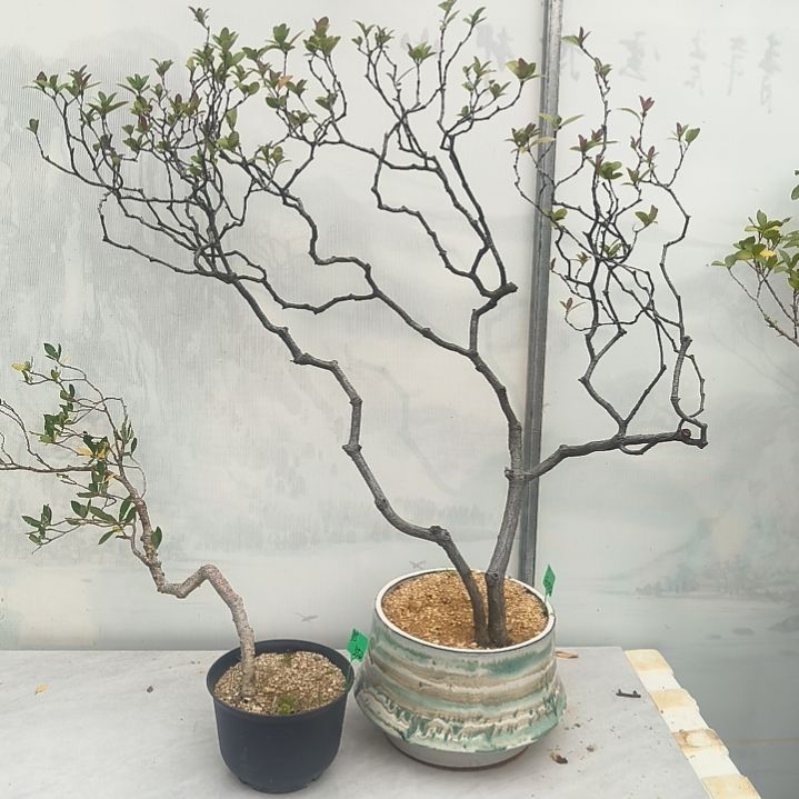 唯***王无花朵海  岛  春  花