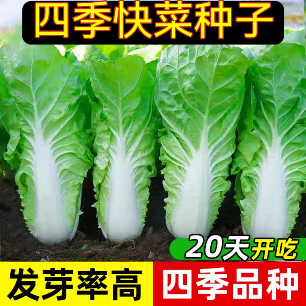 四季快菜种子速生黄心大白菜种籽家庭菜籽蔬菜种子早熟播种种子