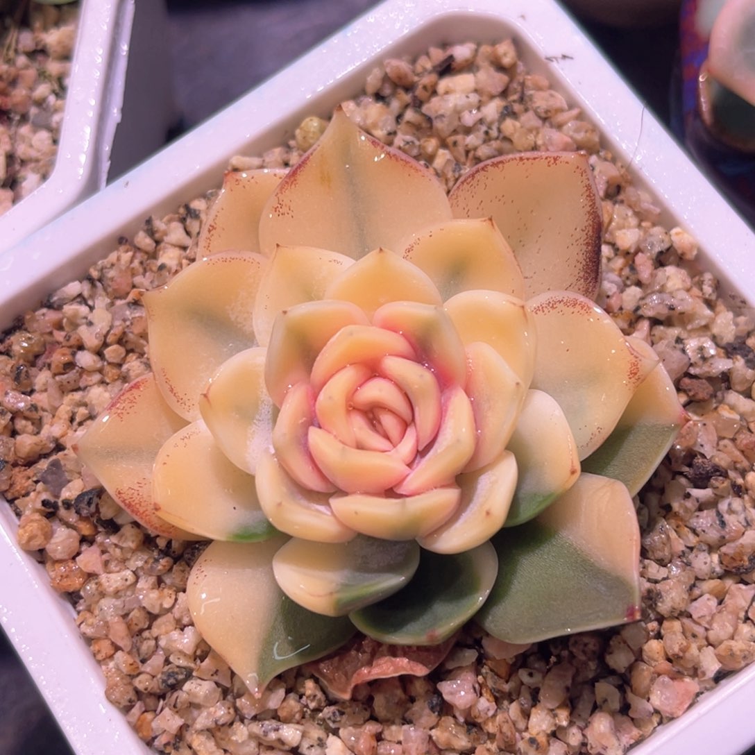 多肉特价雪兔锦大锦边