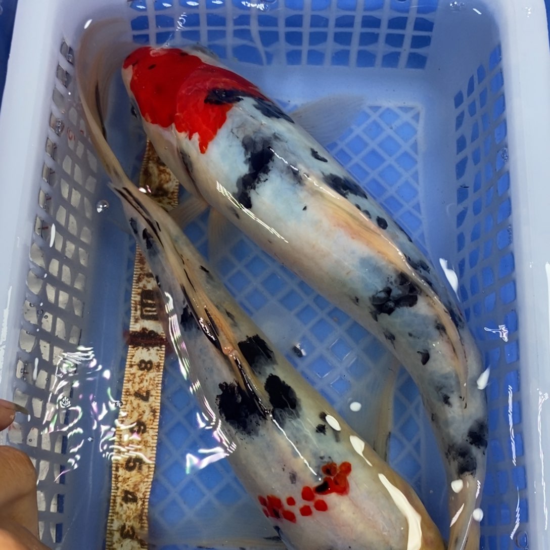 锦鲤冷水锦鲤包邮
