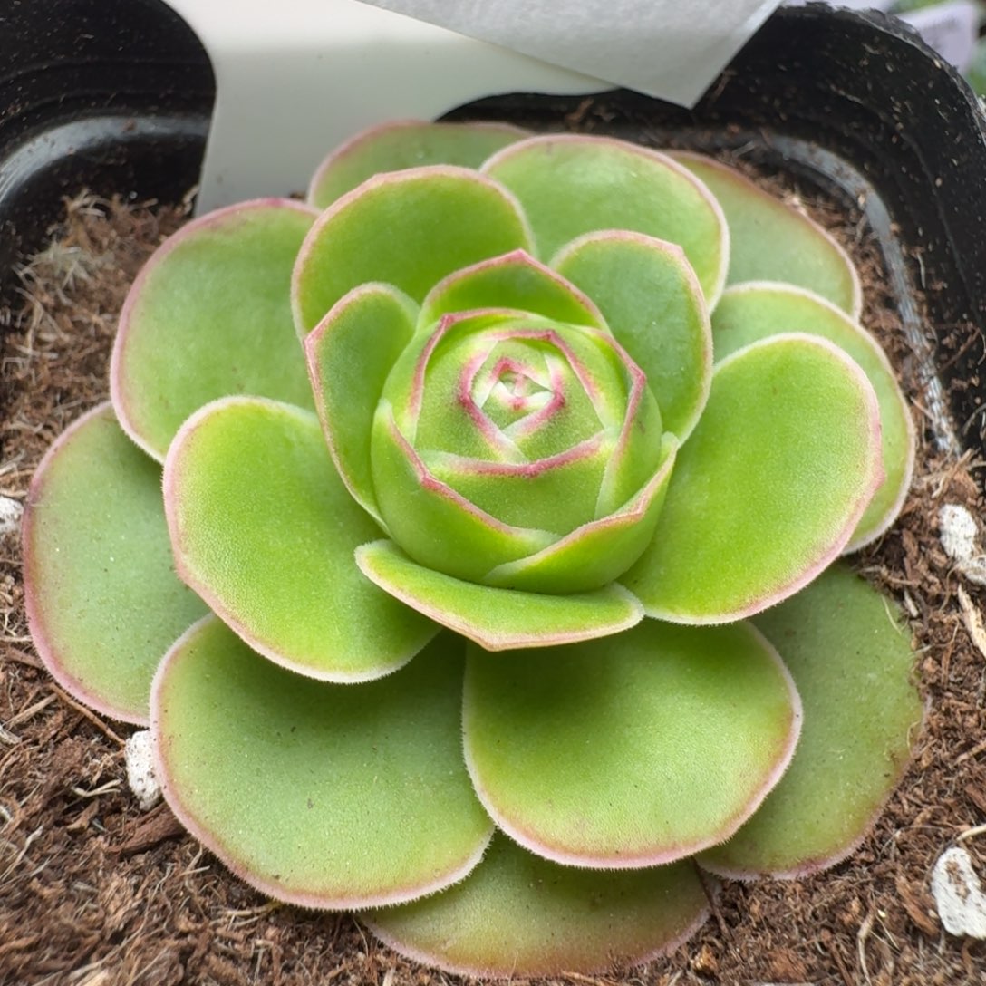 楹楹-798-冠幅  4cm