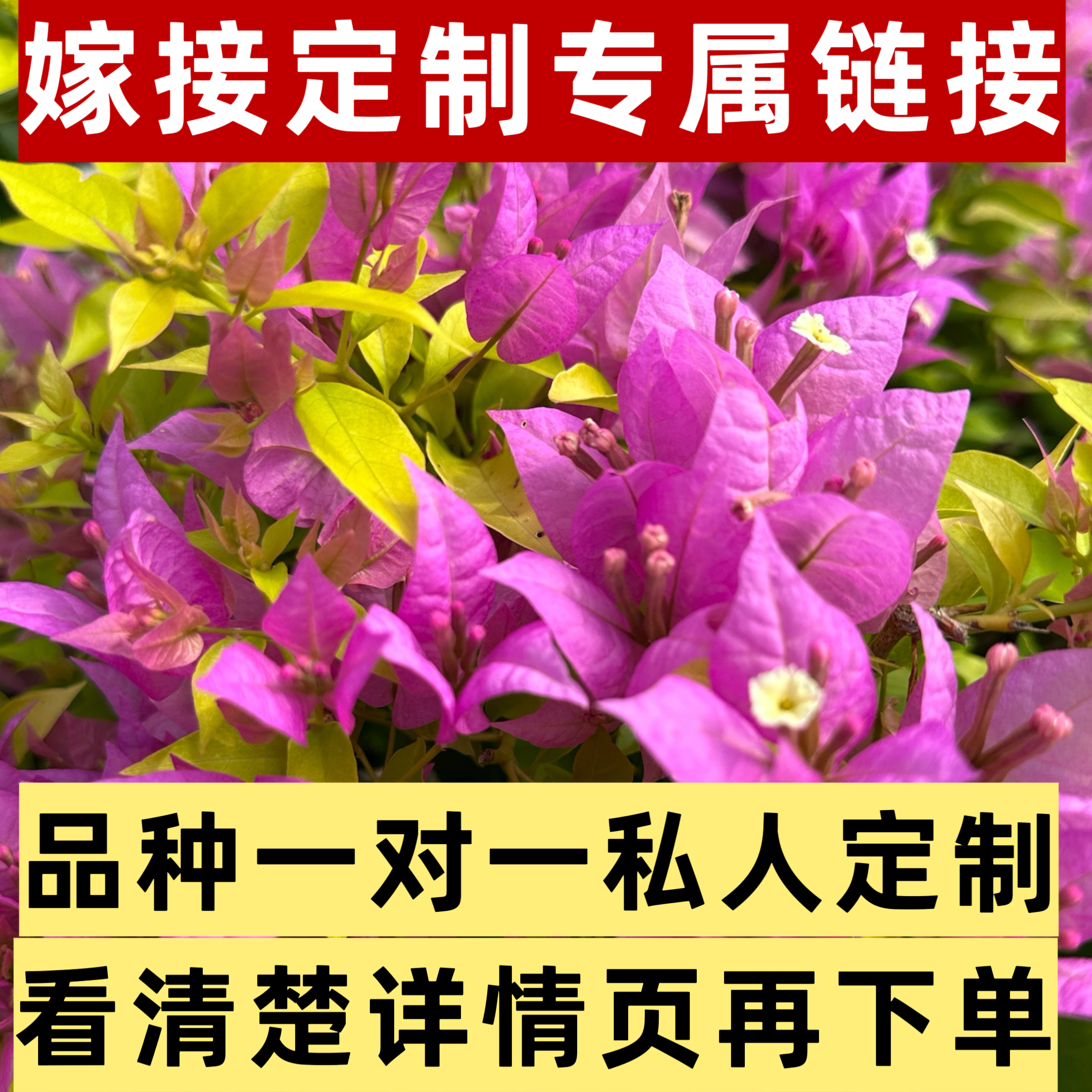 红大王一对一私人定制原土原盆嫁接三角梅皮品种随机