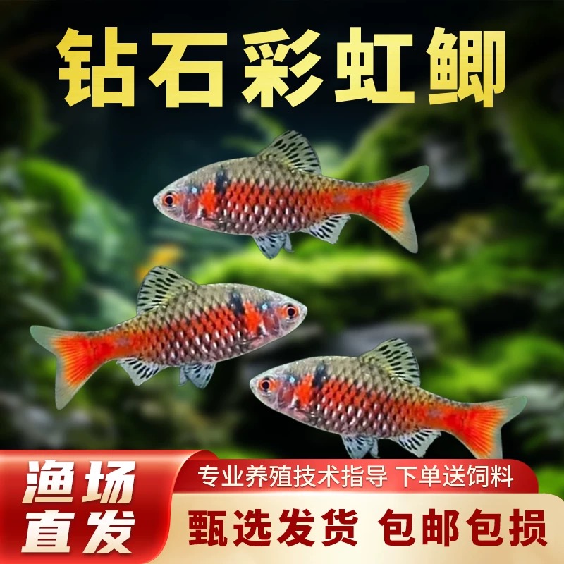 钻石彩虹鲫冷水原生观赏鱼耐寒耐养小型群游好养新手鱼宝莲灯活体
