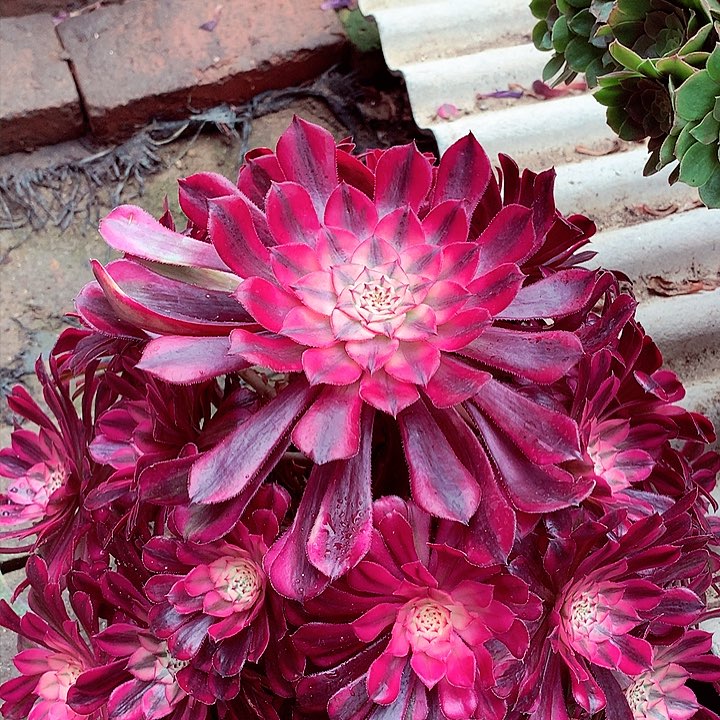 红超白，多肉植物