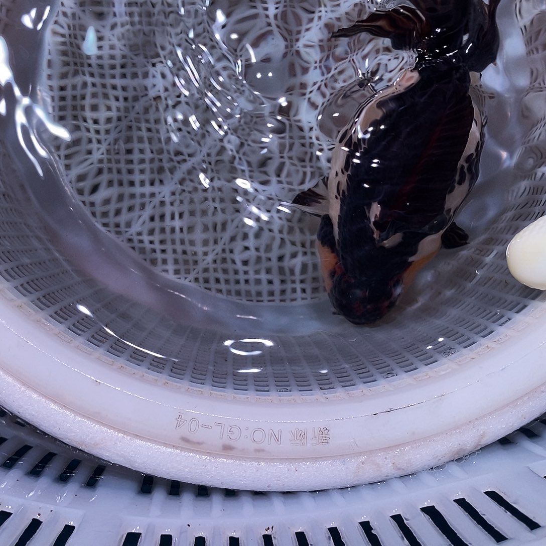 *****海水鱼玛丽熊猫1条鱼鱼