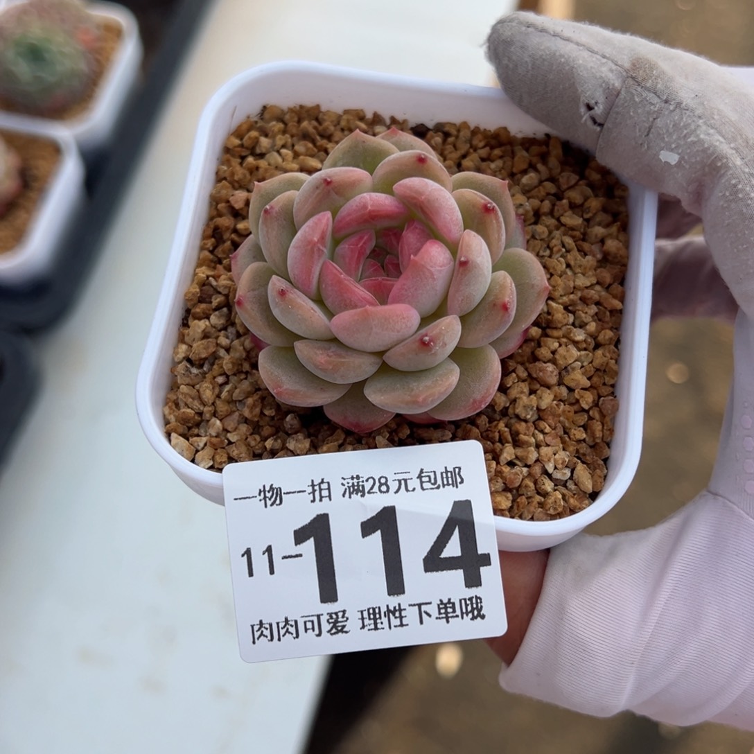 琴心多肉多肉多肉多肉