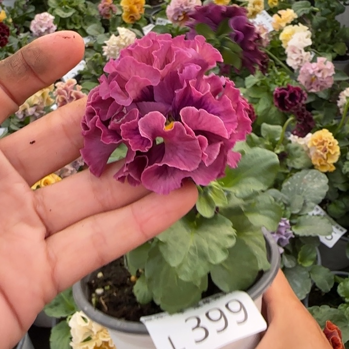 无花朵 L399小苗默认苗晃零下5勿拍