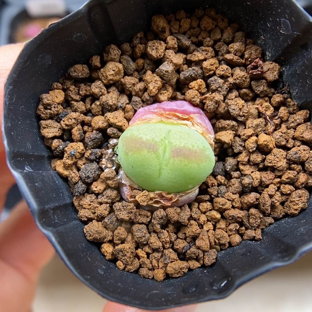 多肉植物K-2021（1.3）将杂 福利