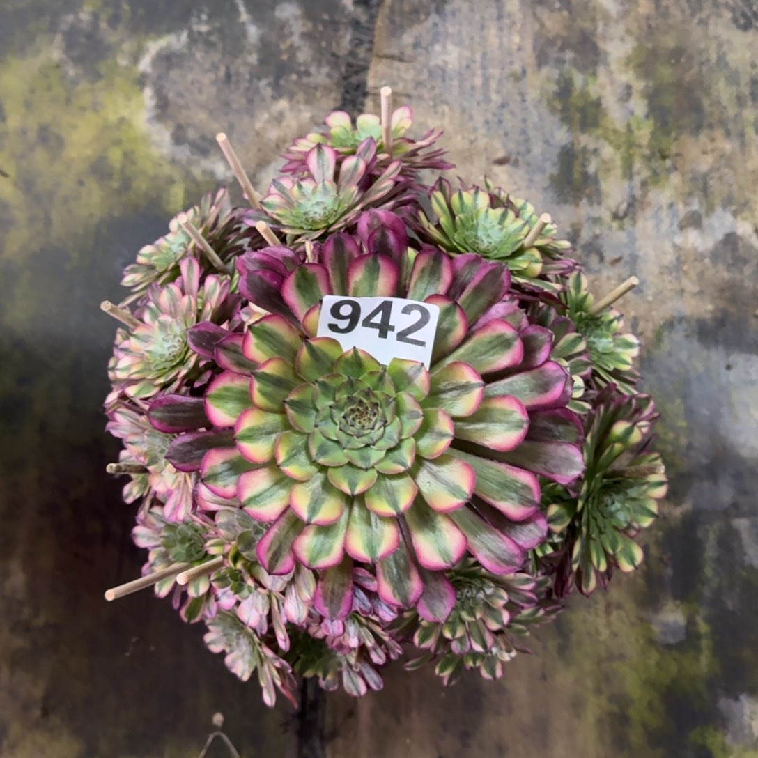 @*俊942！祝融法师多肉植物