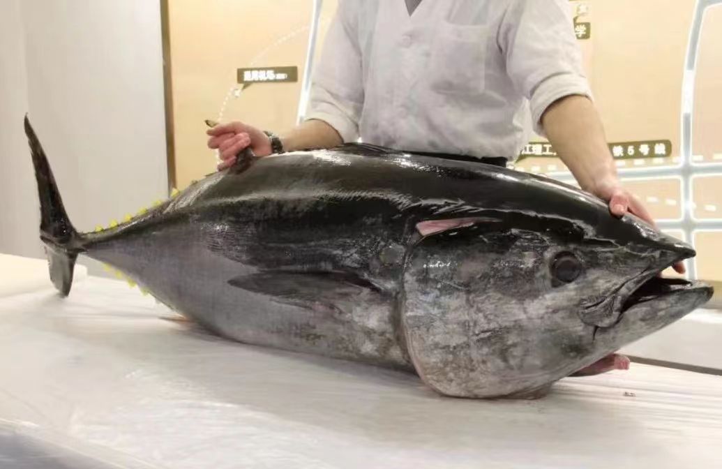 【代拍链接】西班牙海钓野生蓝鳍金枪鱼超低温冷冻刺身鱼片