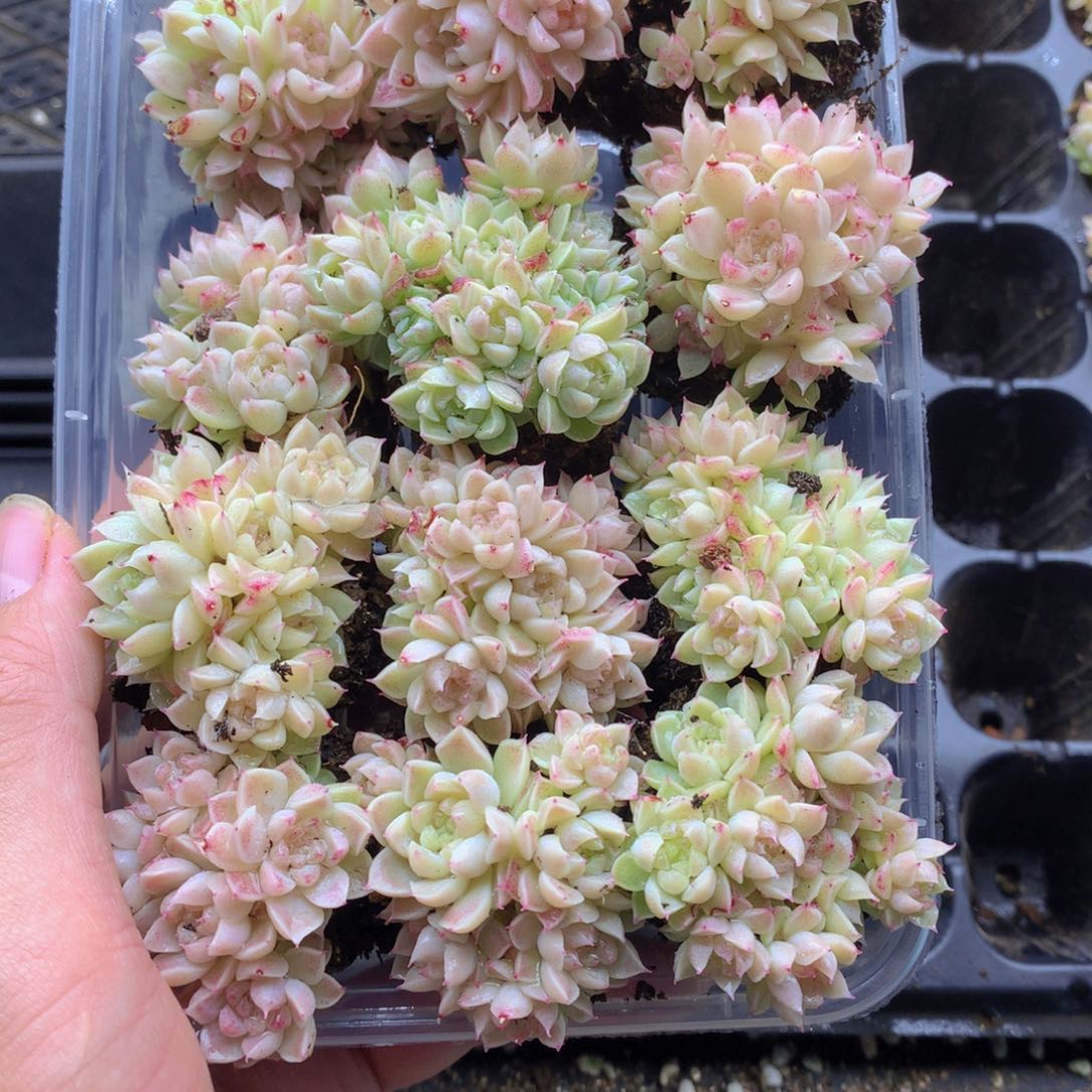 反反复复还是很开心的028