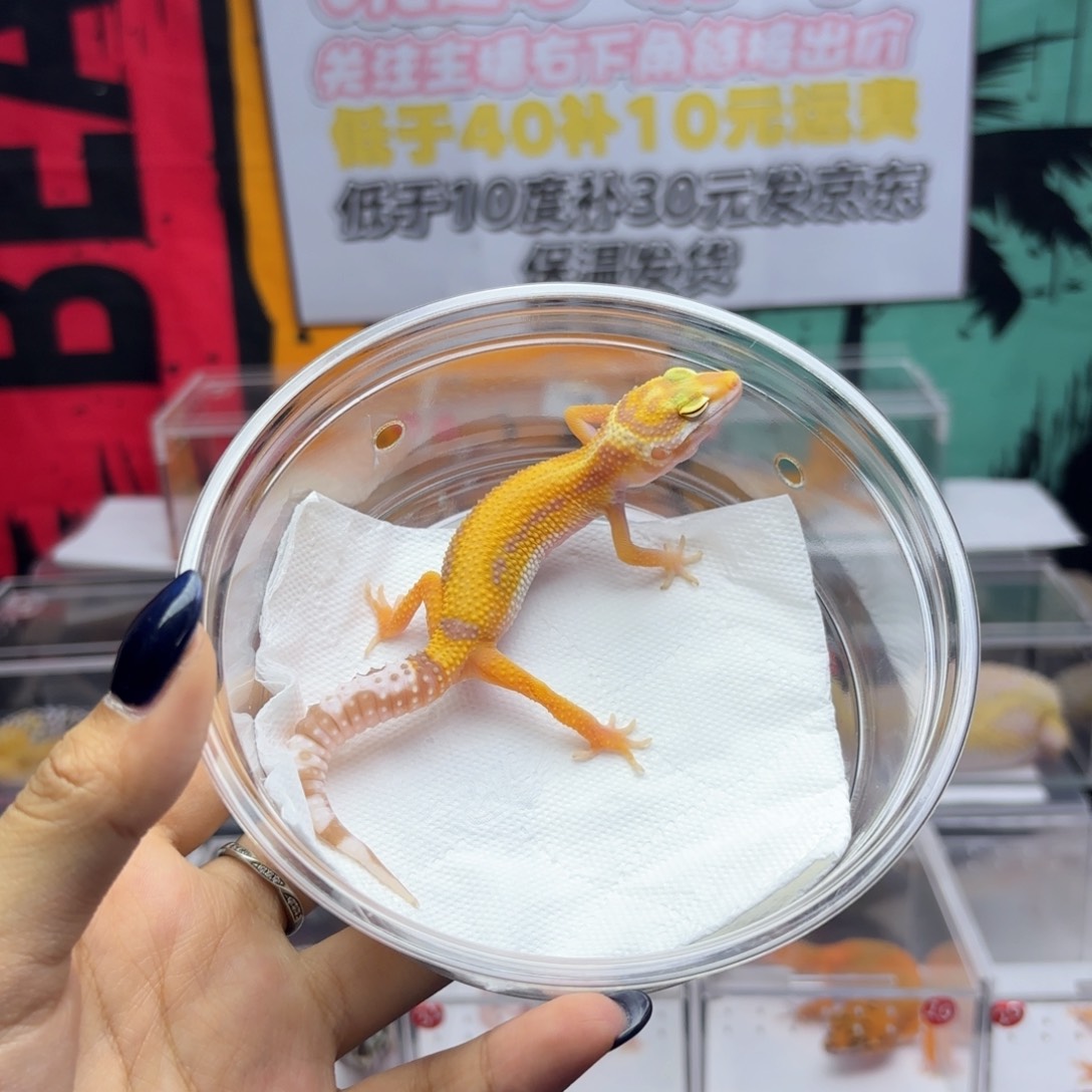 豹纹守宫暴龙母温