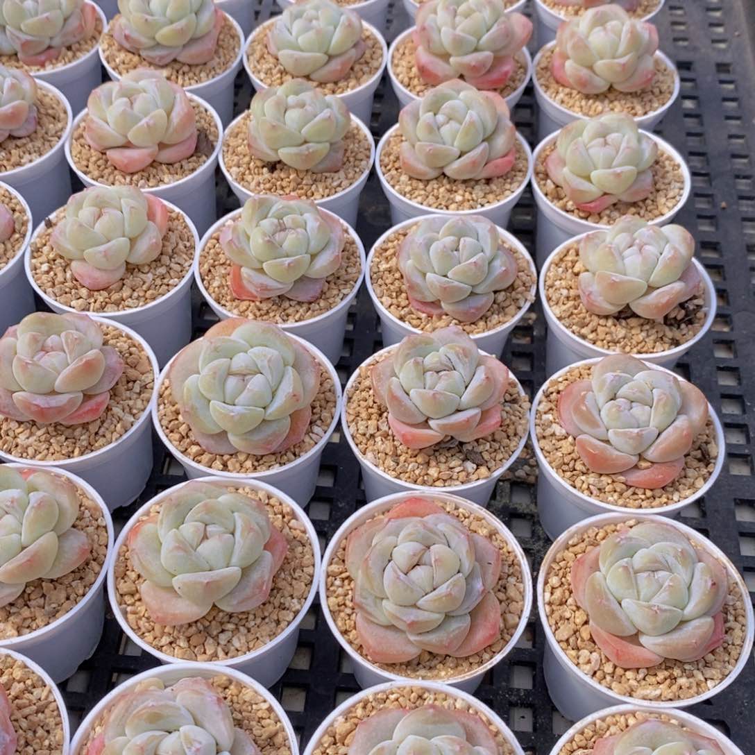 量拍55号 精品奶油珍妮冰玉单头两个