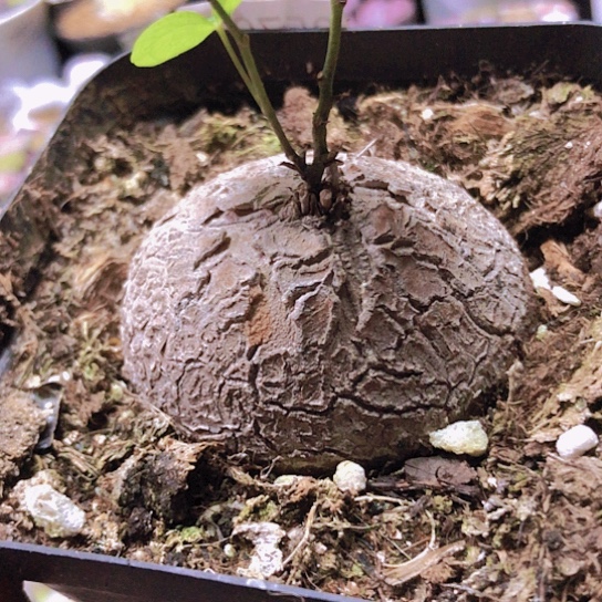 无花朵0570，如图一物一拍