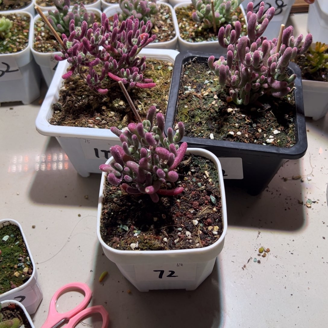 72 172 12紫闪光组合