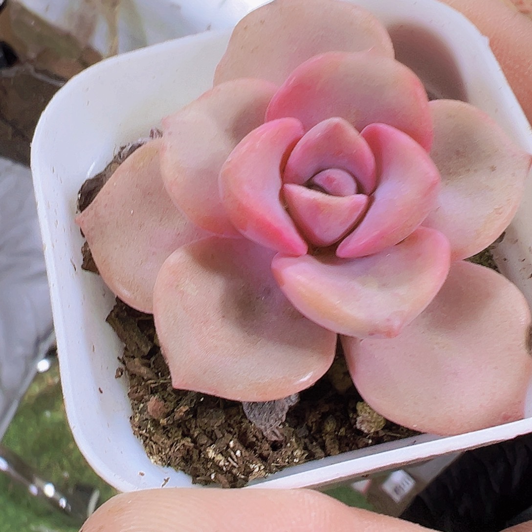 彩虹糖19包邮多肉植物