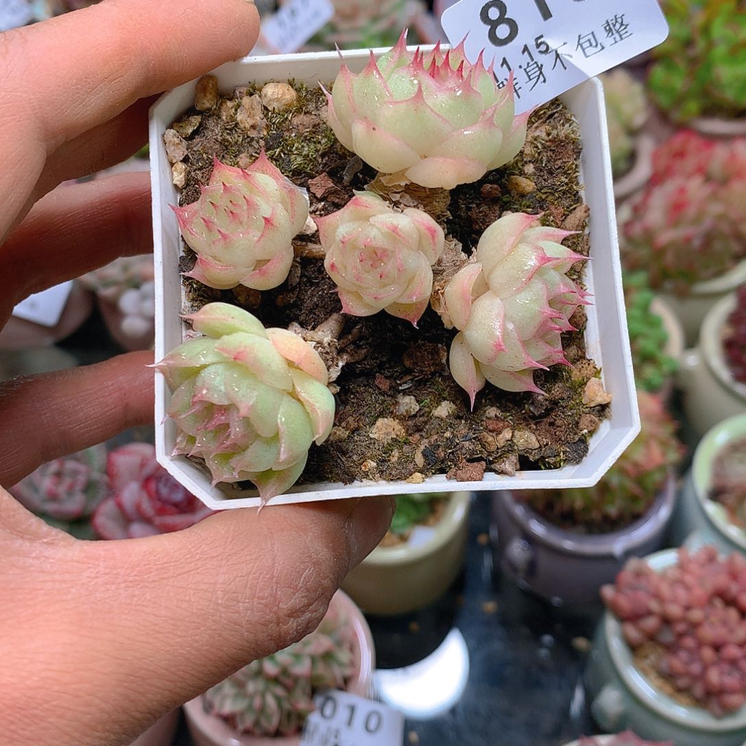 精控拇指盆11.15818