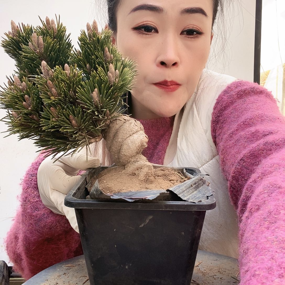 无花朵植物形态多年生草本