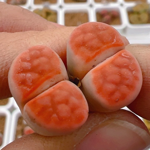 【闪购商品】20360