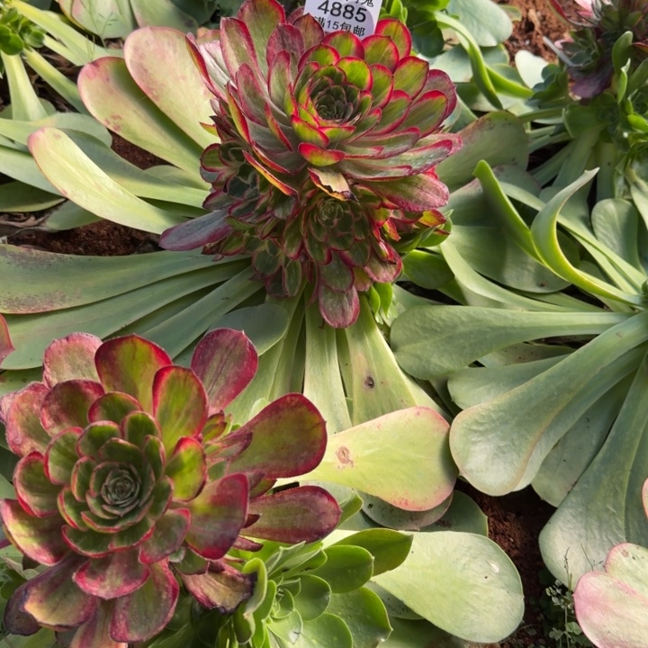 ~***哲4883-4885，桃花坞两个嫁接