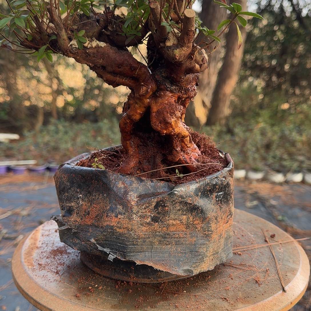 无花朵映山红盆景素材