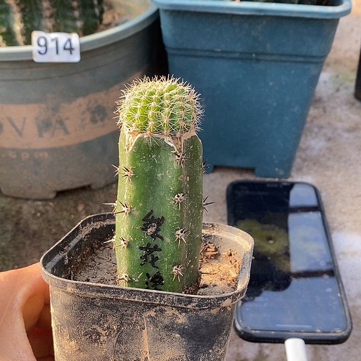 袖铺柱嫁接梨花落一颗