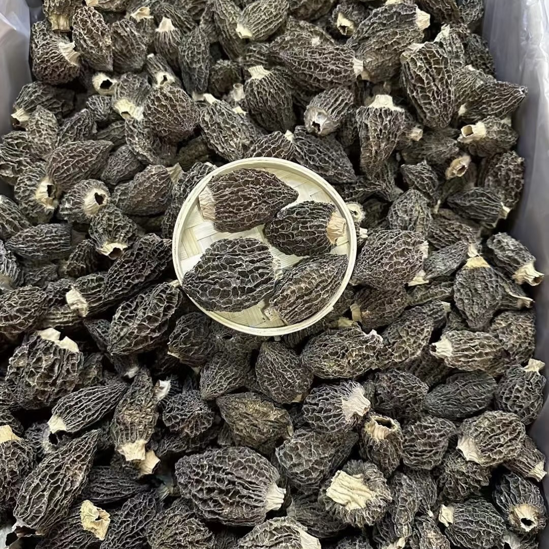 云南楚雄高山林下露天种植羊肚菌6-9cm干货100g-500g包邮