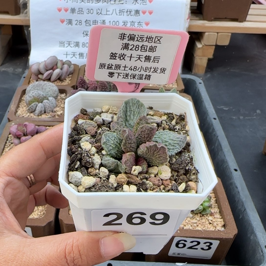 269大鱼海棠多肉植物