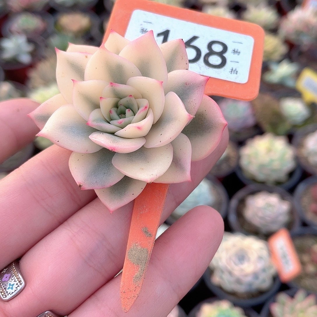 粉艾丽宽锦头盖168 