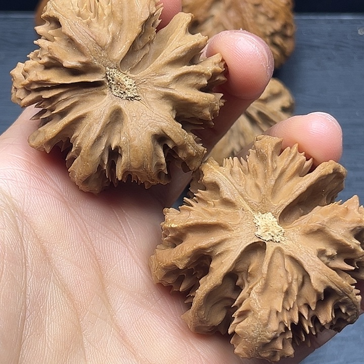 香樟木秦岭突突突突突突突