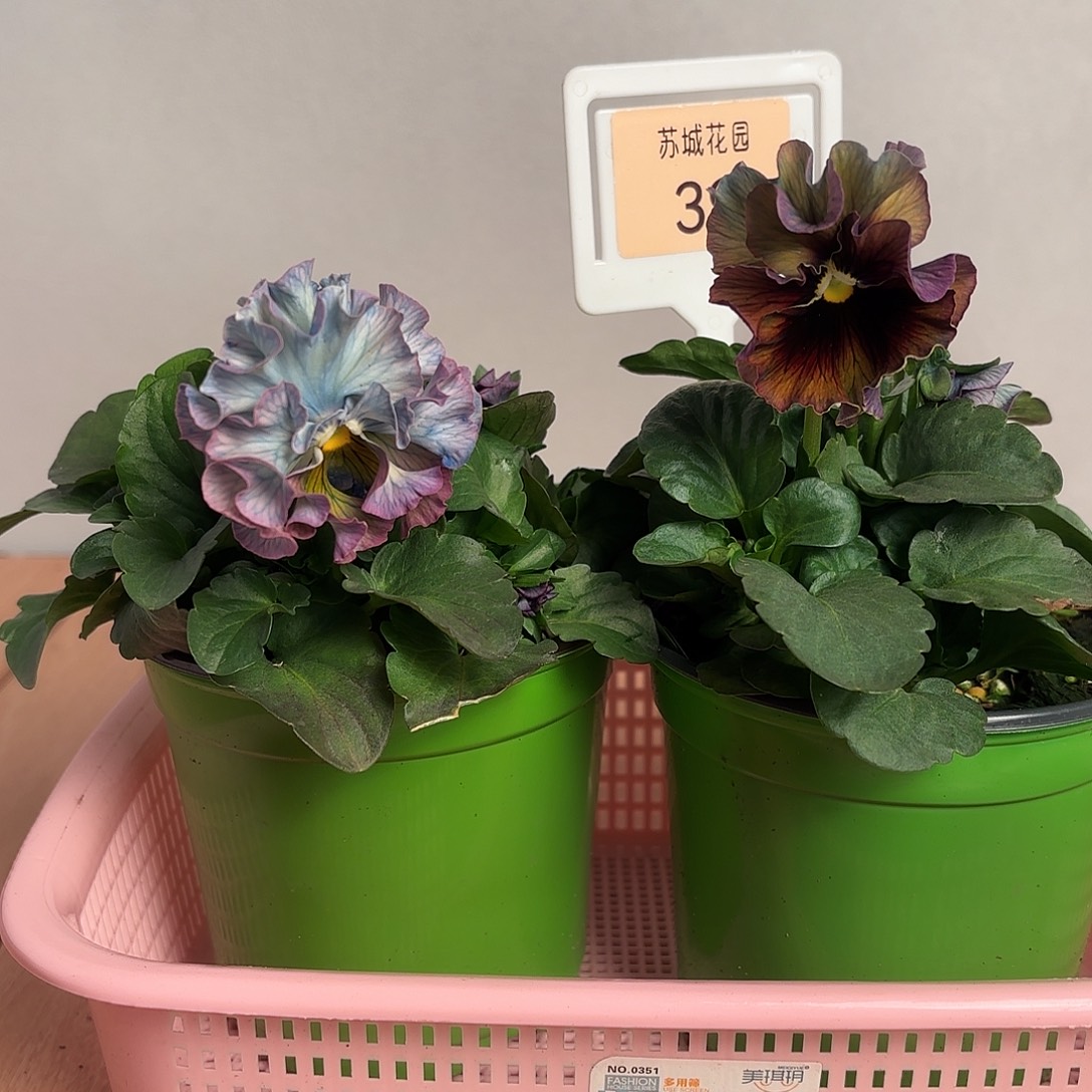 大部分开放少量花苞39