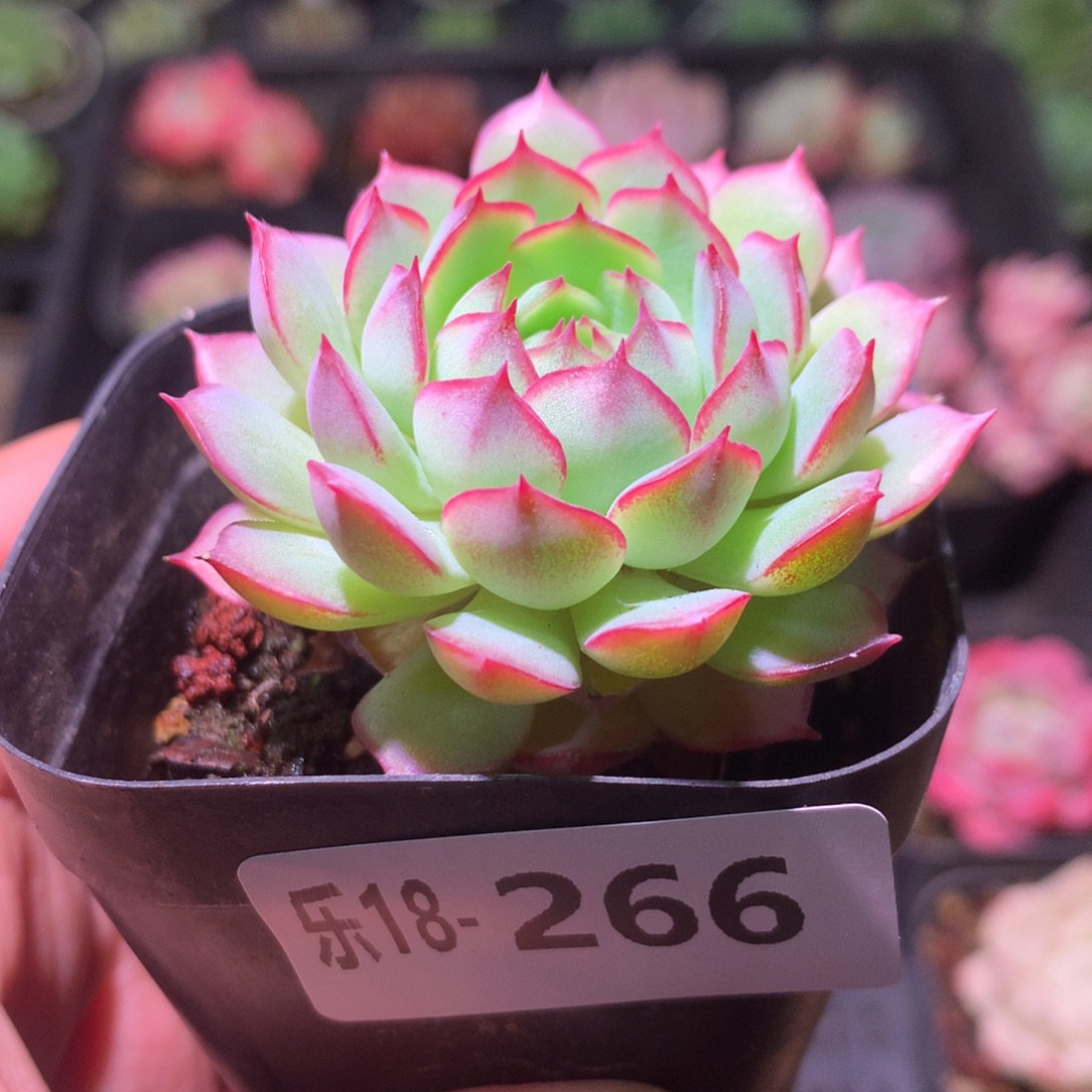 乐然18-266 桃花雨 