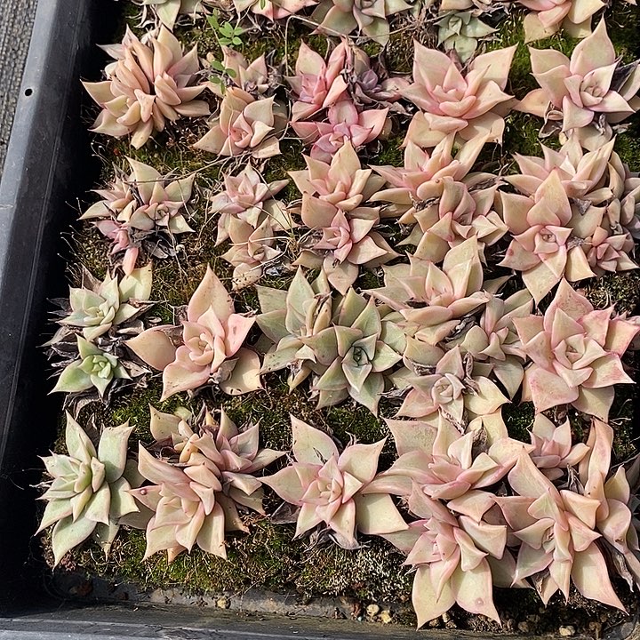 209 多肉植物盆栽花卉