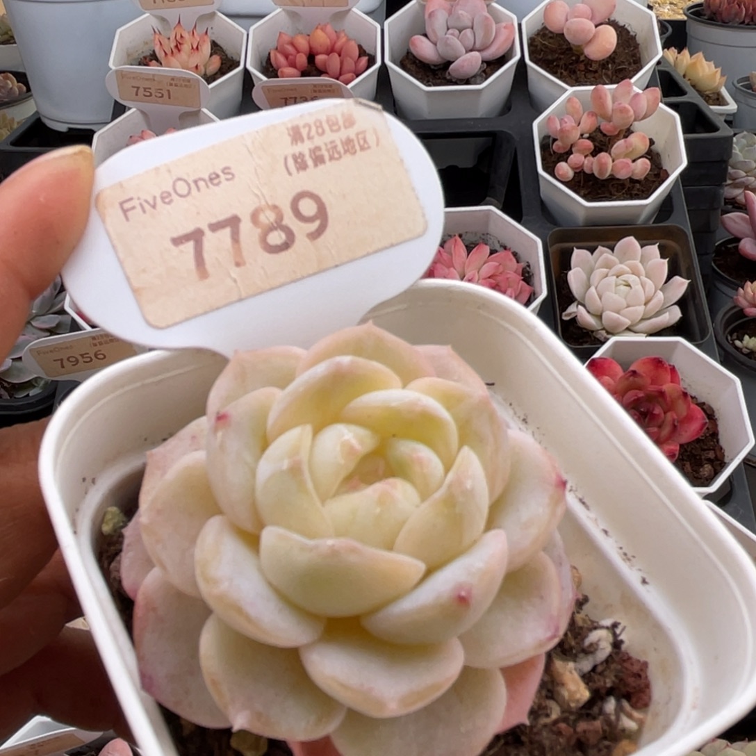 编号系列7789-5.0厘米