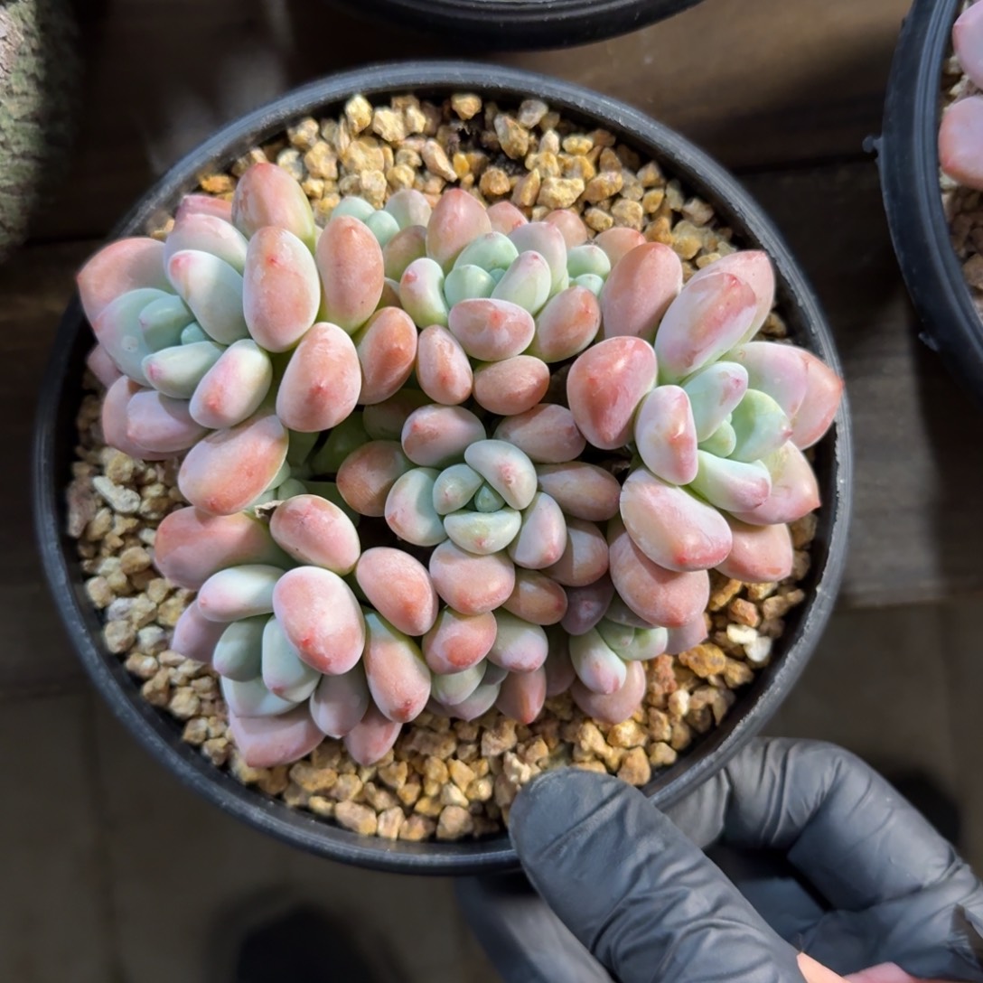 红洛神11111111111111