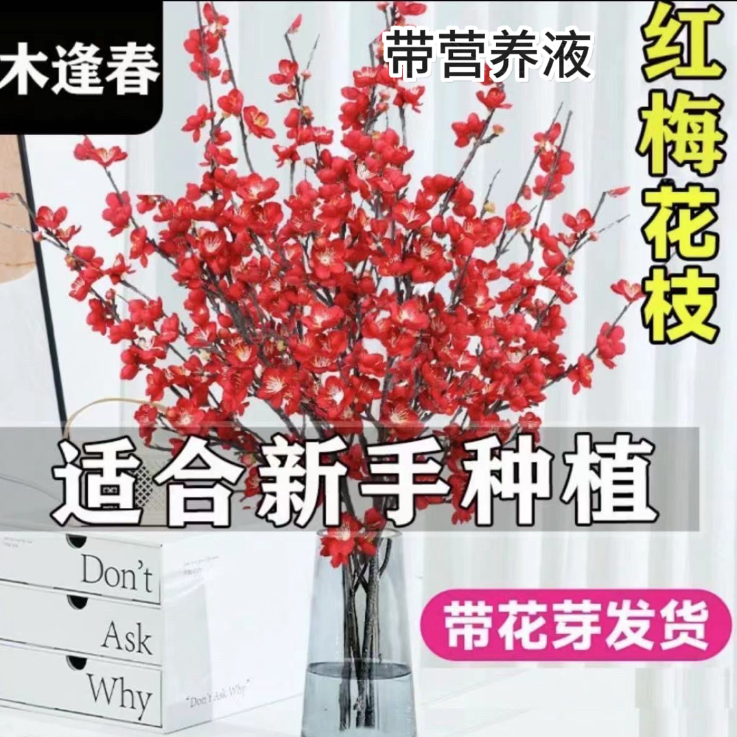 【遇水开花】带花苞水培红梅鲜枝年宵花冬季室内遇水开花装饰花卉