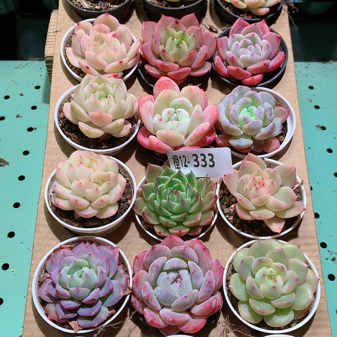 12-333一物一拍带盆18颗