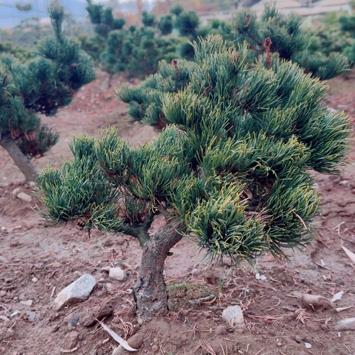 无花朵(****d g j k k